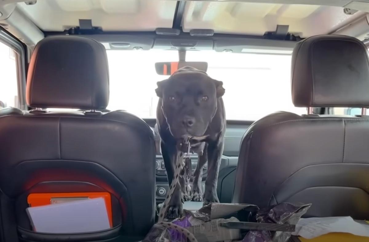 mama dog in the car being rescued