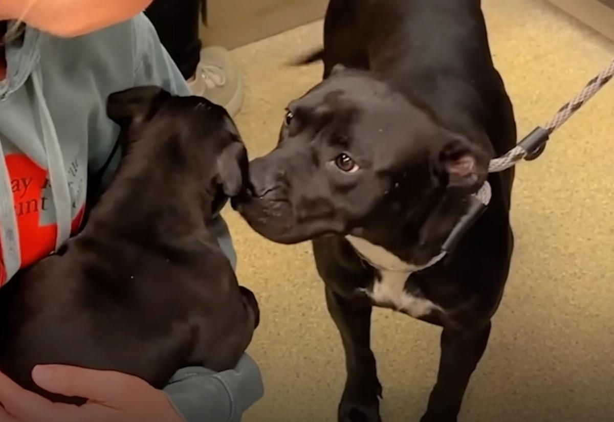 mama dog kissing her pup