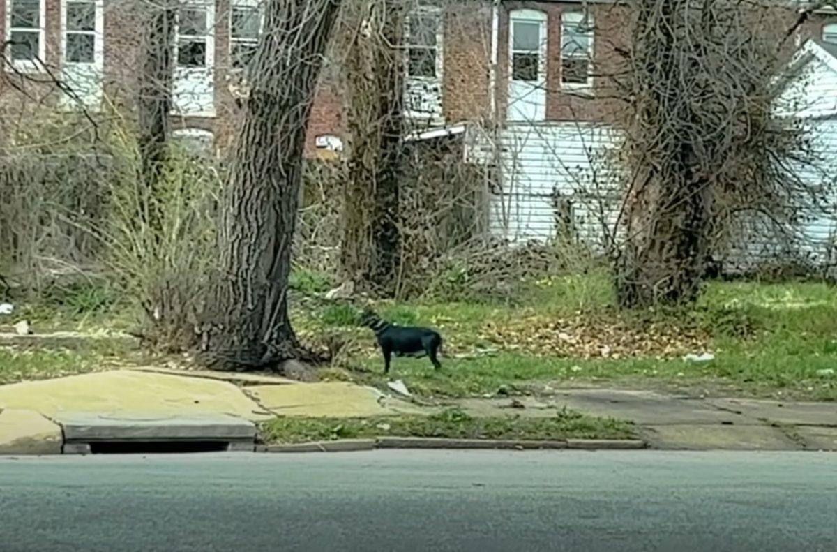 mama dog wandering the street