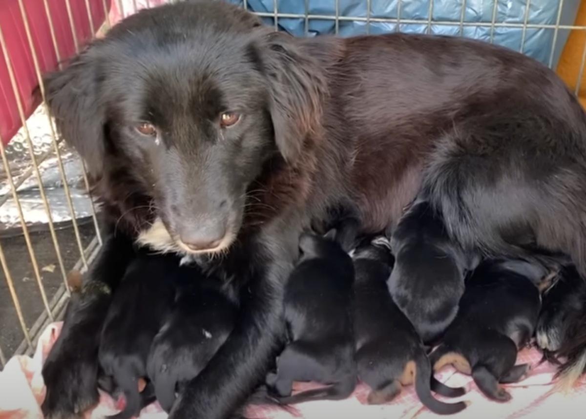 moma dog with her pups being rescued