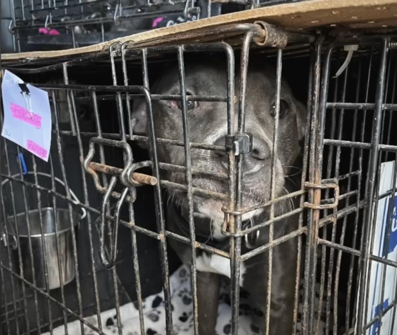 moose in a kennel