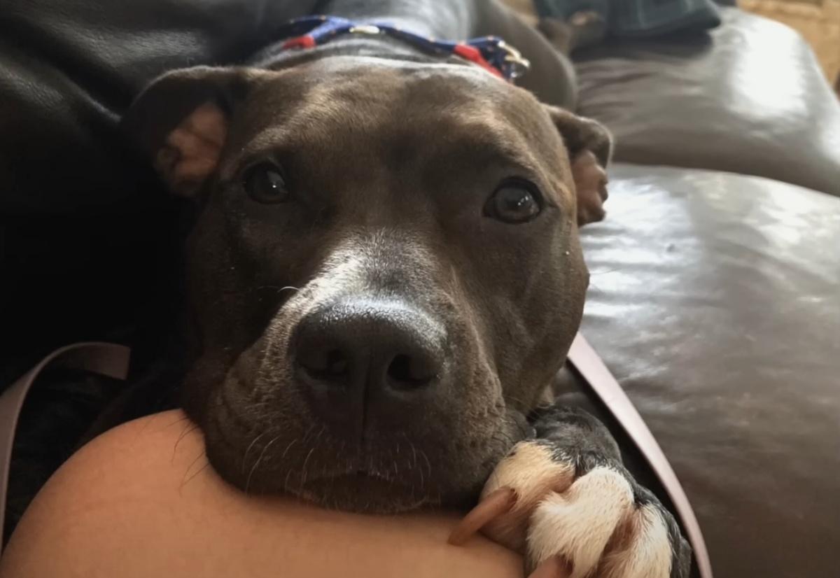 moose in the couch at his new home