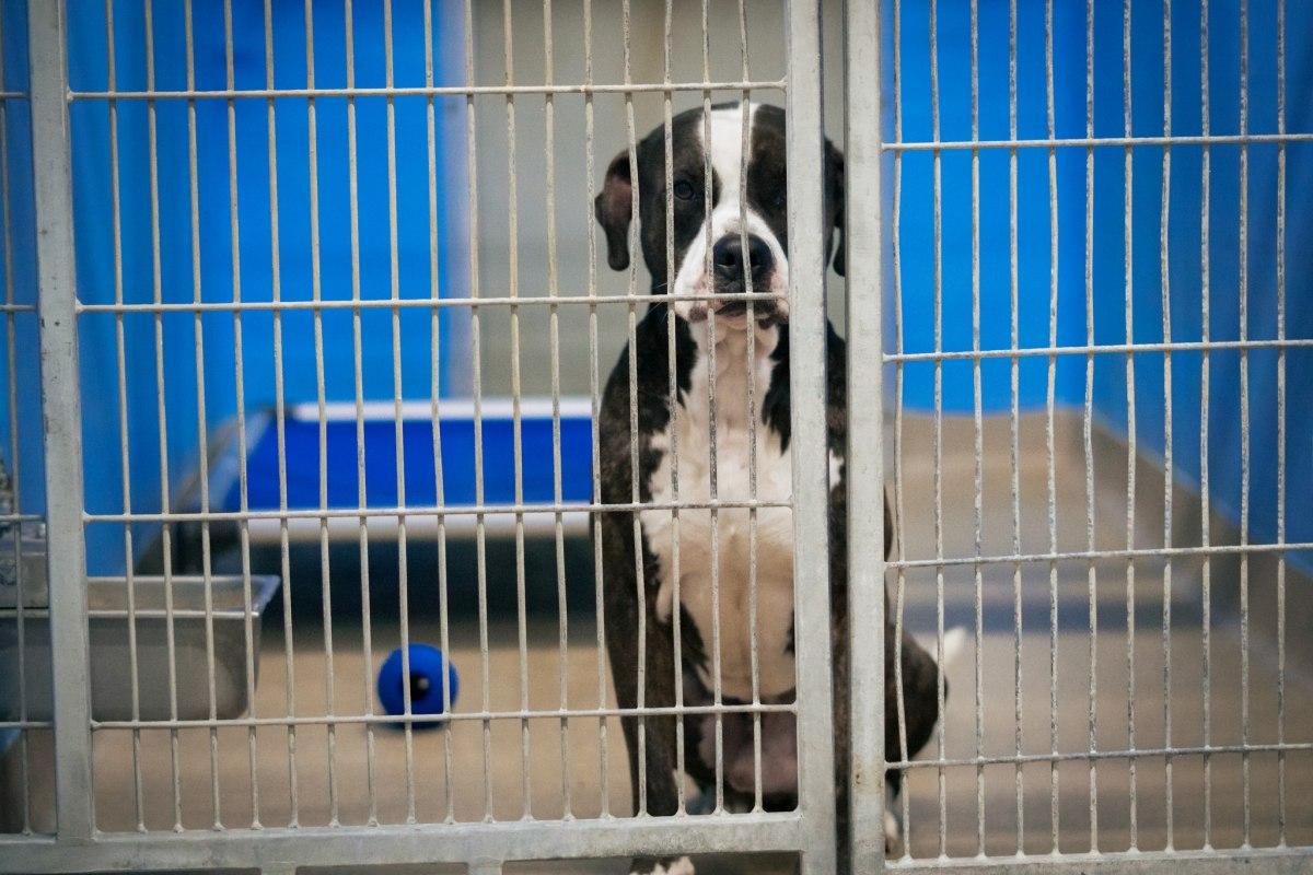 nicholas in a kennel