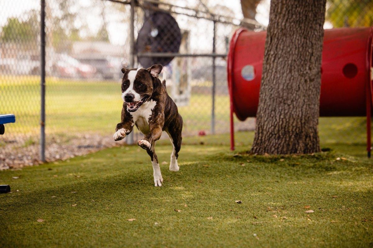 nicholas running and playing