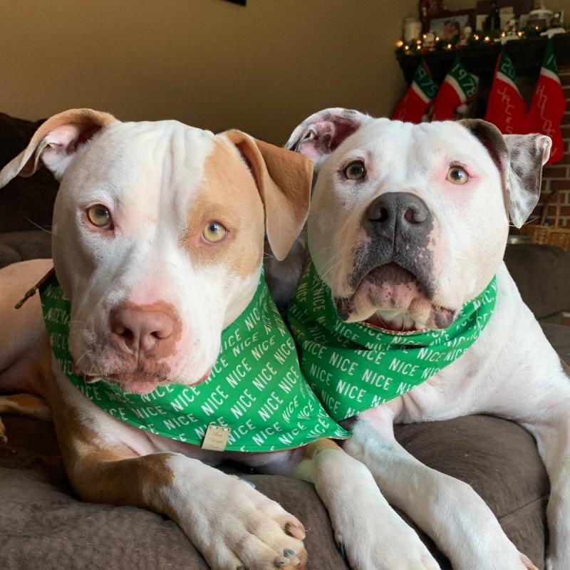 norman and annabelle on the couch