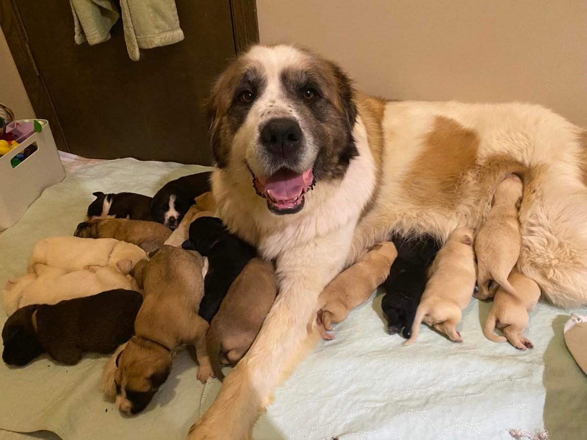 petunia feeding her pups