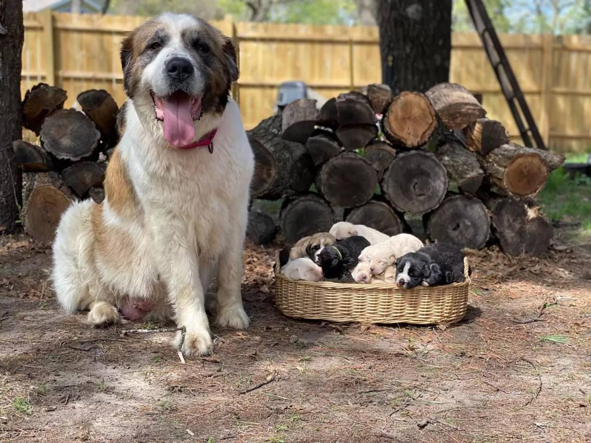 petunia standing next to her newborn pups