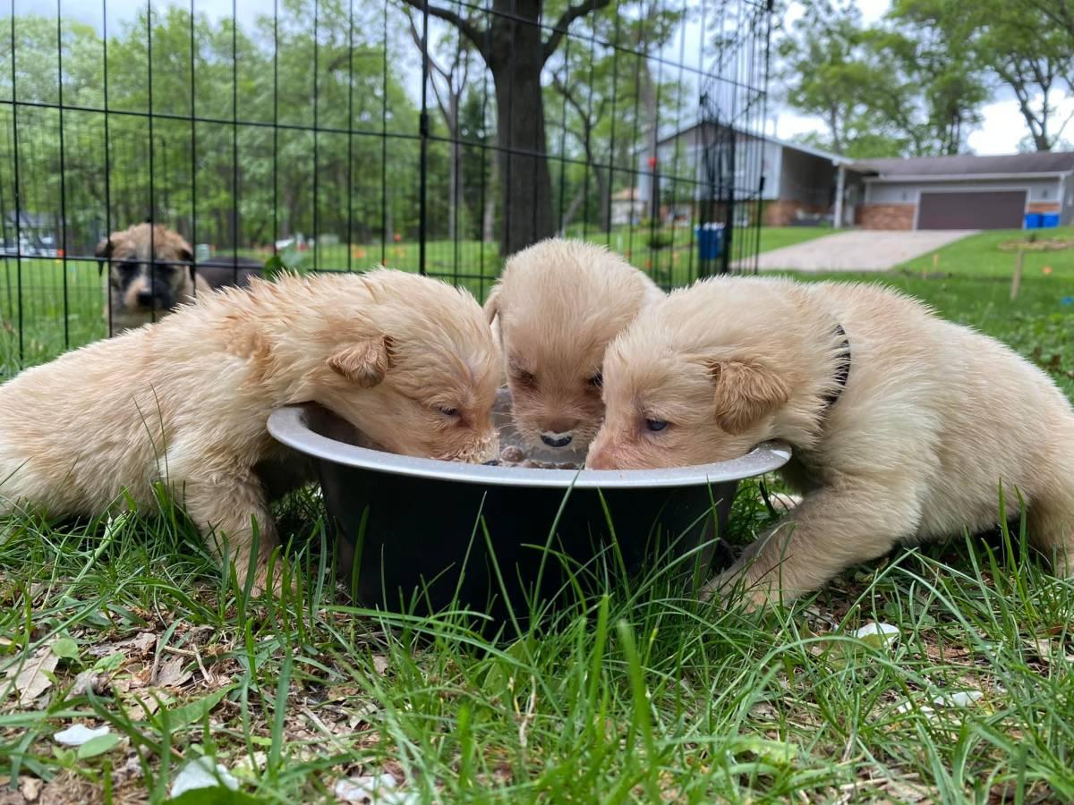 petunia's pups eating