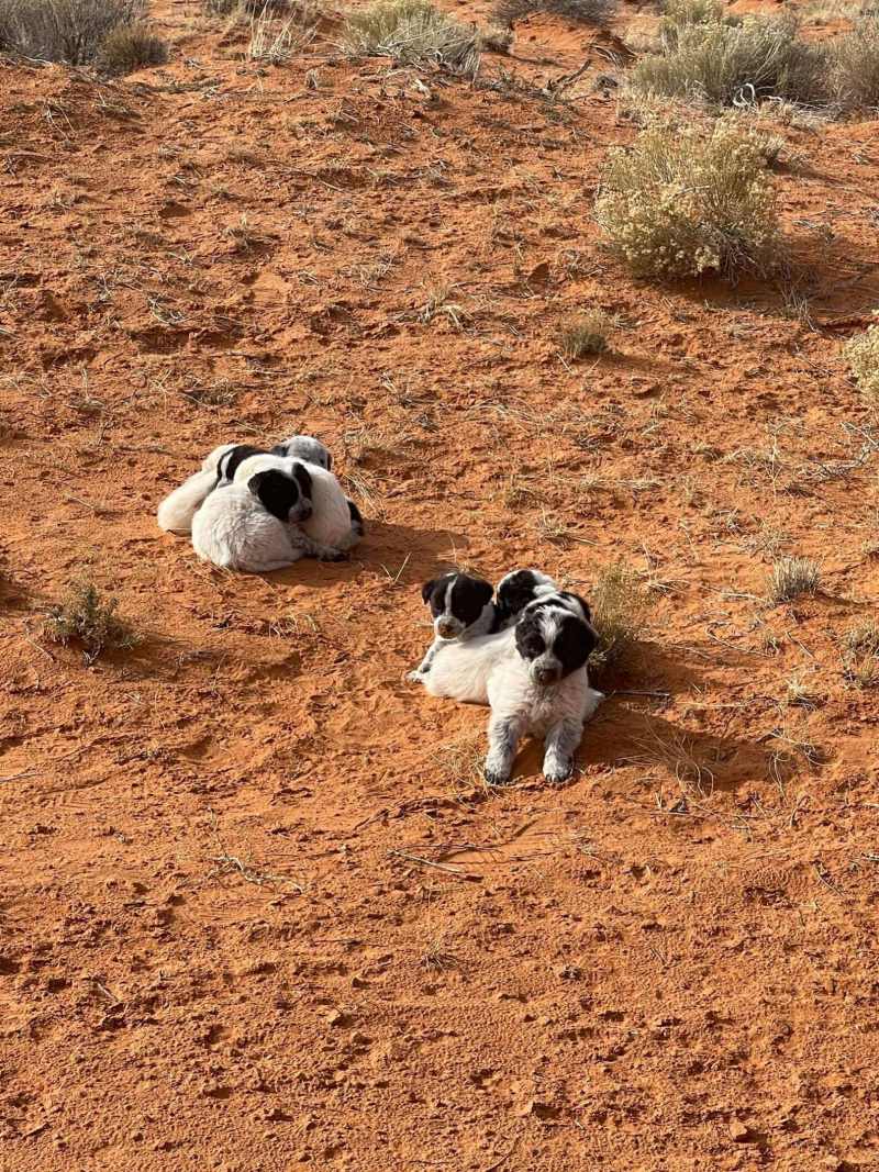 poor lonely puppies in the desert