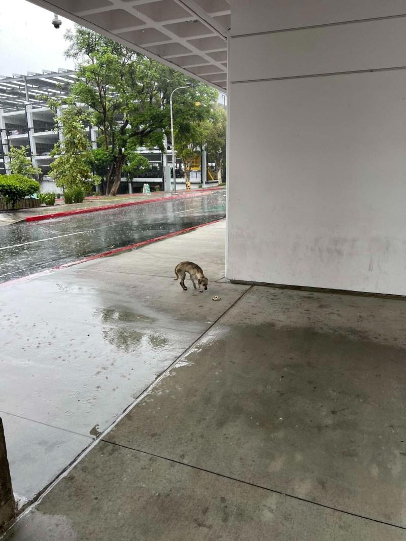 poor pup waiting in front of hospital