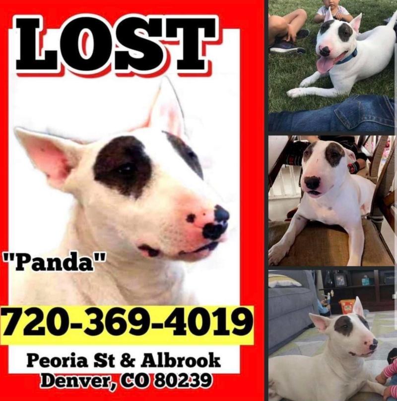 poster about missing panda