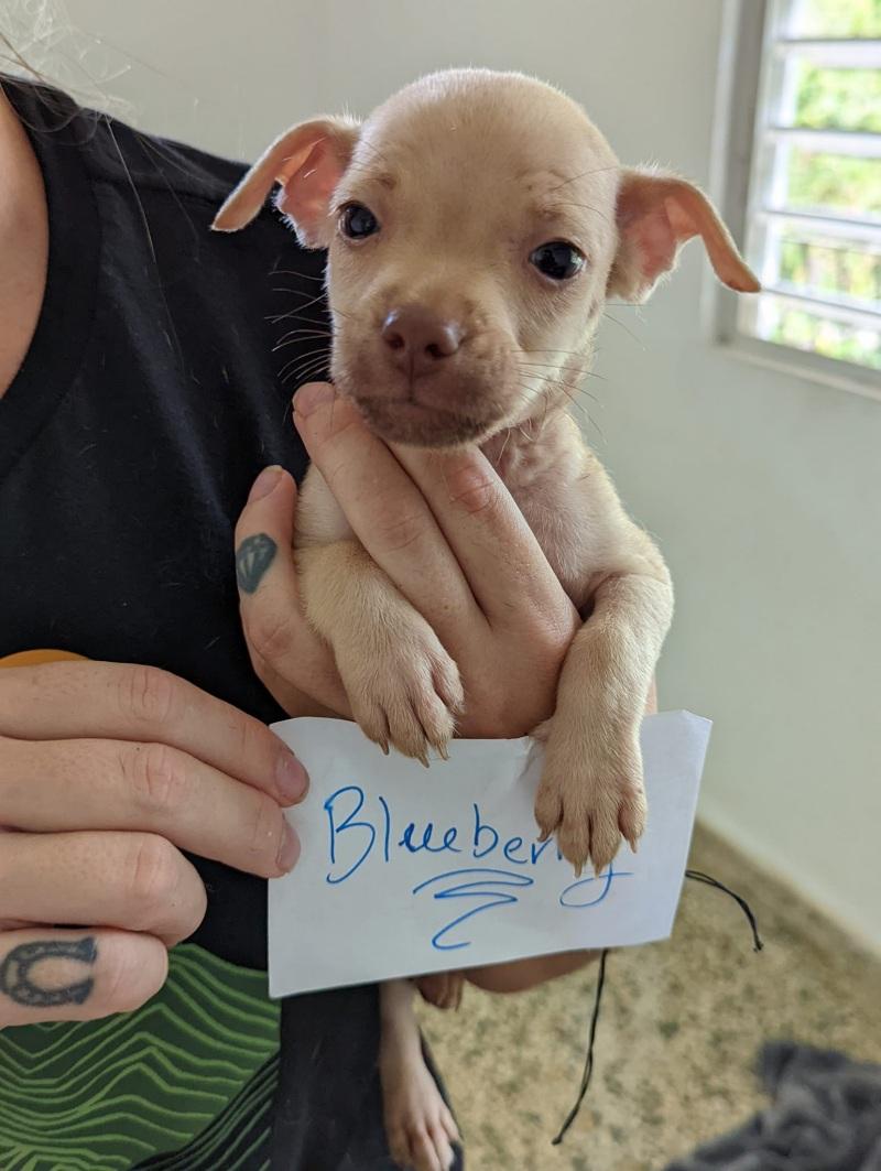 puppy named blueberry