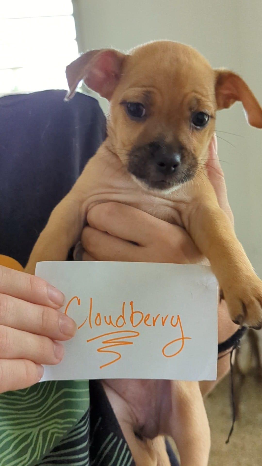 puppy named cloudberry