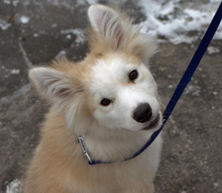 rare husky golden mix