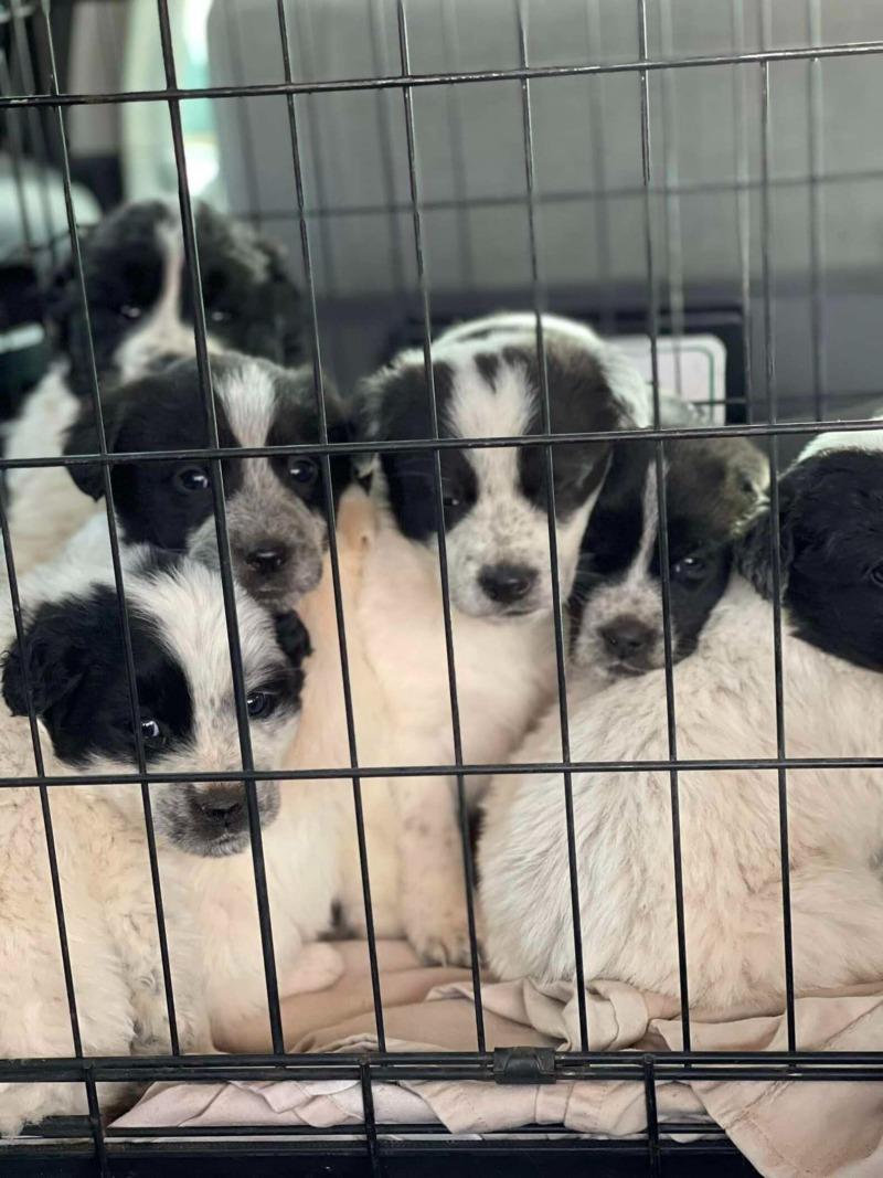 rescued puppies in a cage