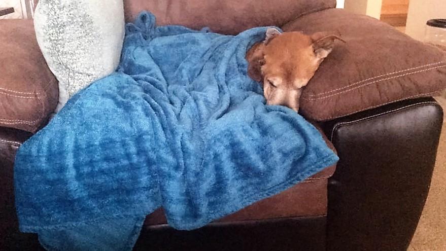 rocky taking a nap on the couch