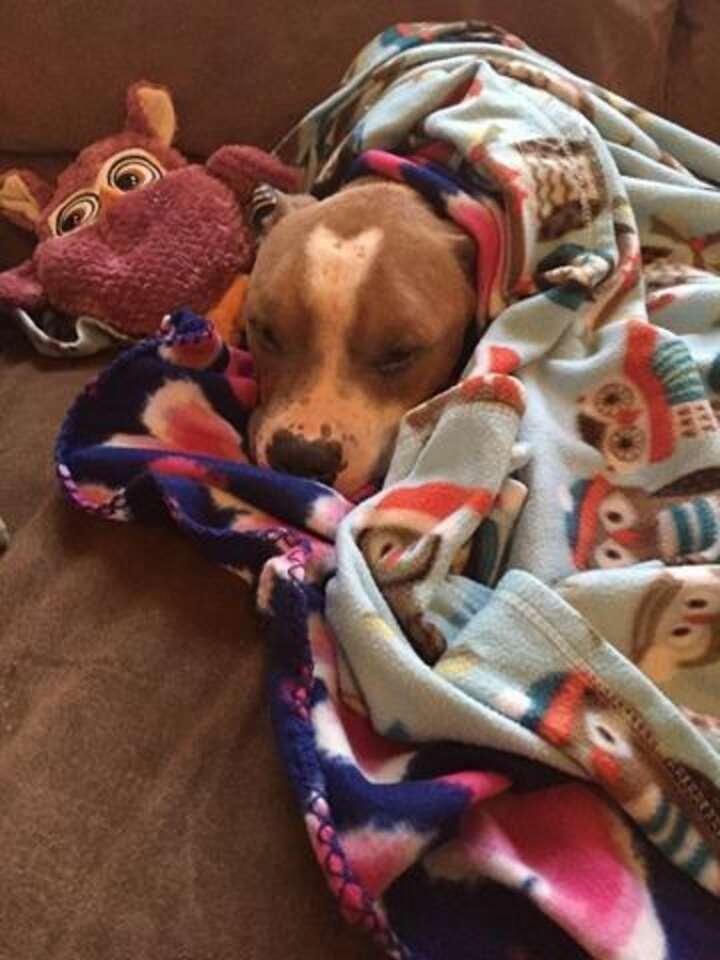 russ sleeping under the blanket