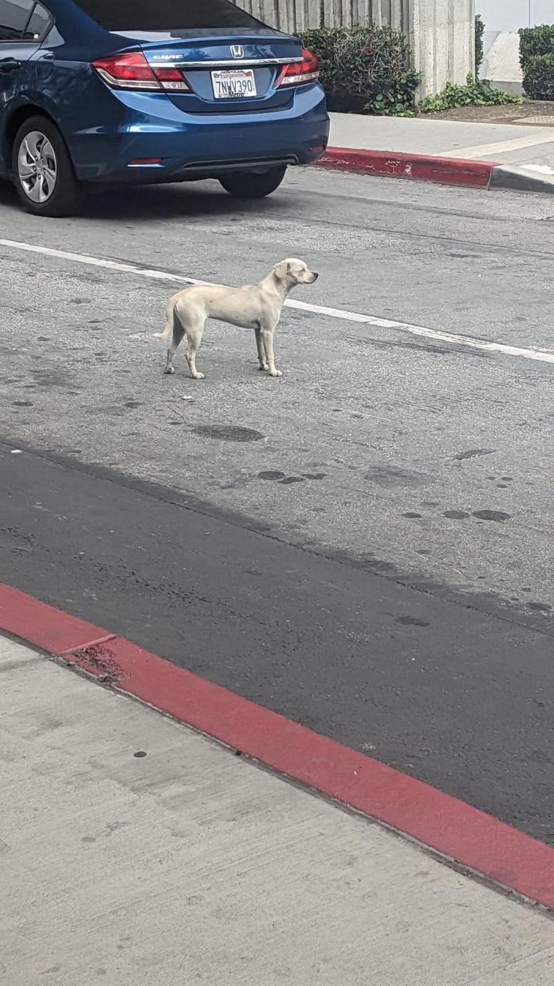 sad pup waiting for his deceased owner