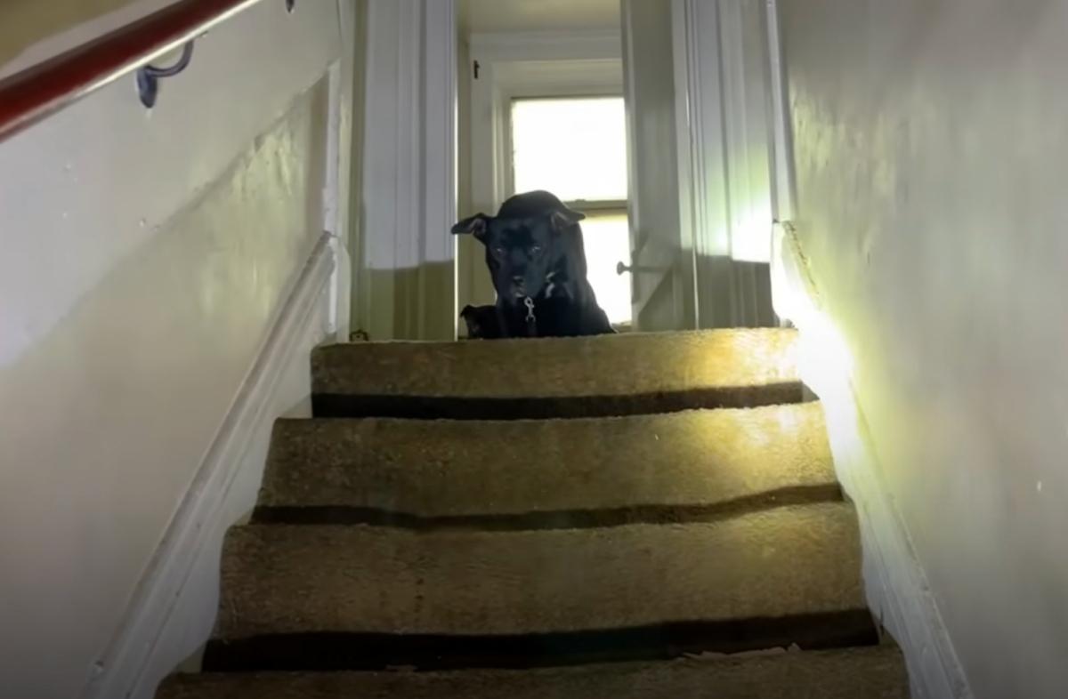 scared mama dog in a staircase