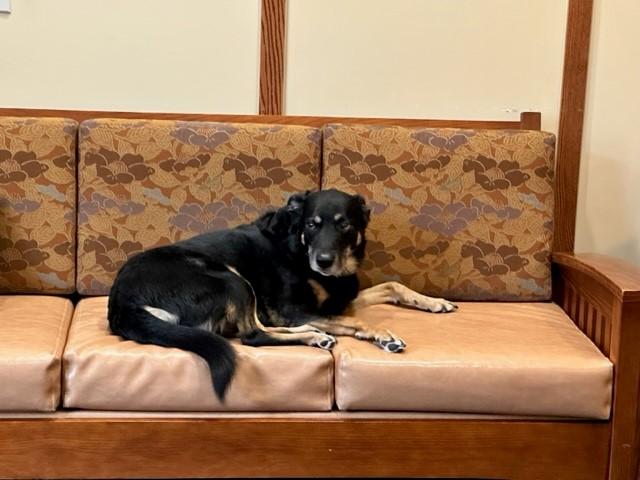 scout lying on the couch