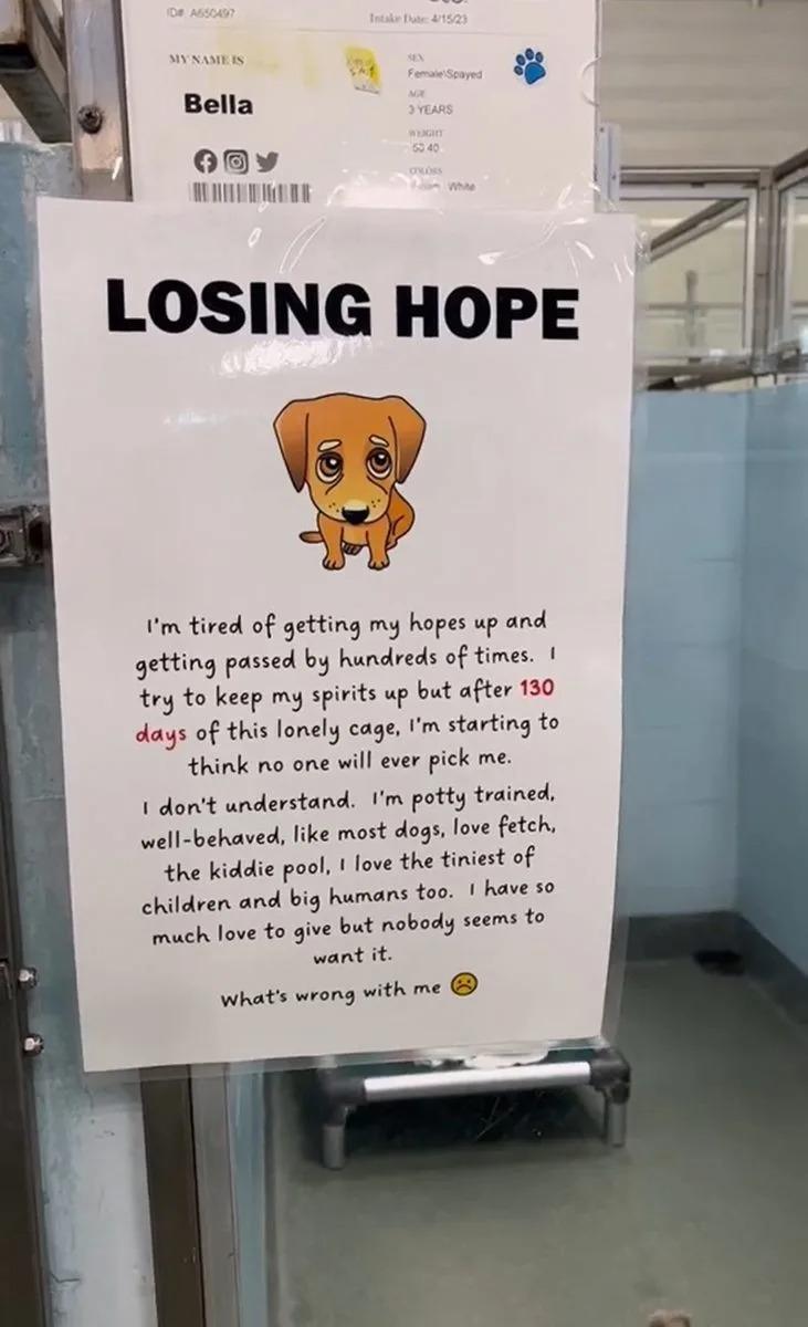 sign about bella at the shelter