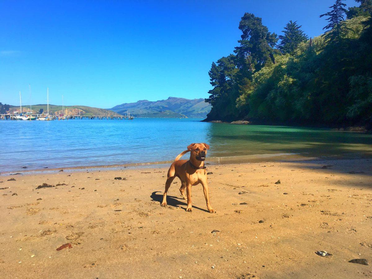 stanley happy at the beach