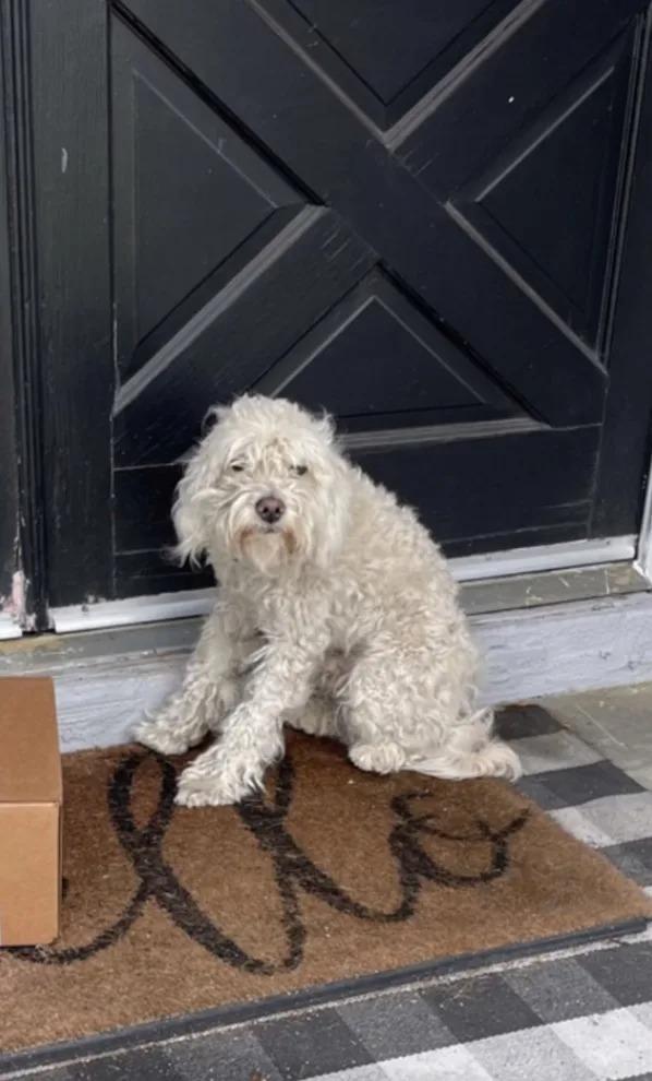 sunny waiting on the porch