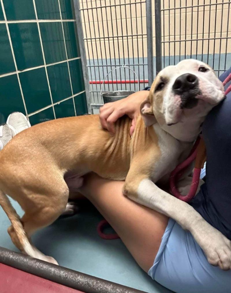 tanner hugging at the shelter