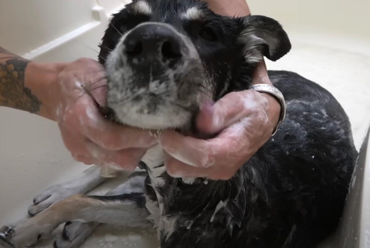 templeton taking a bath