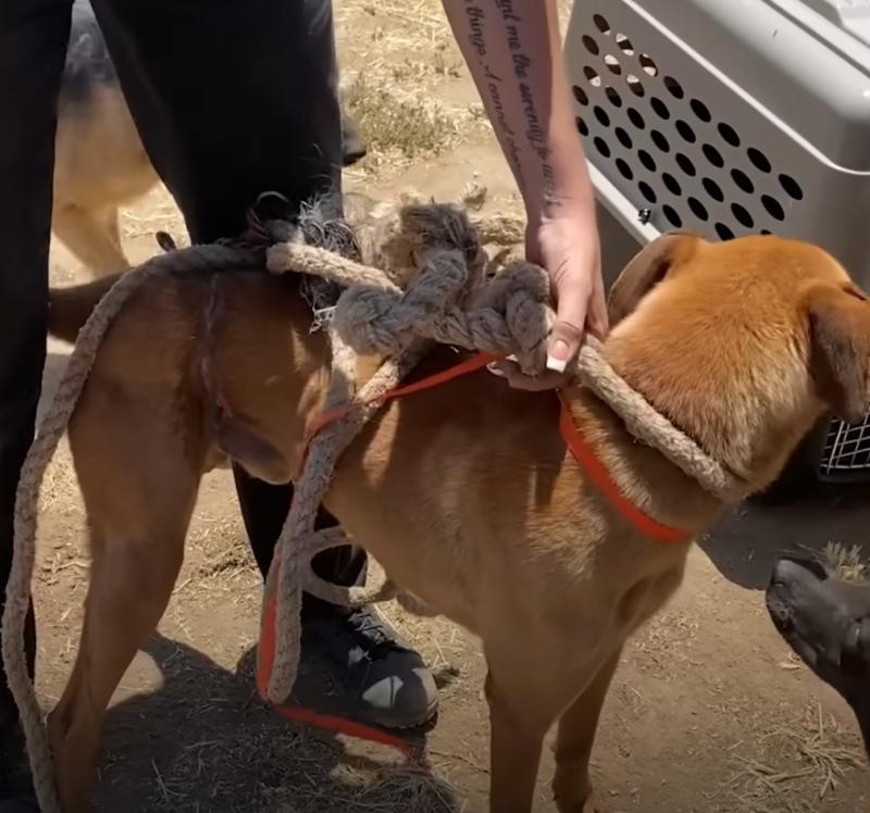 the knot around the dog's neck