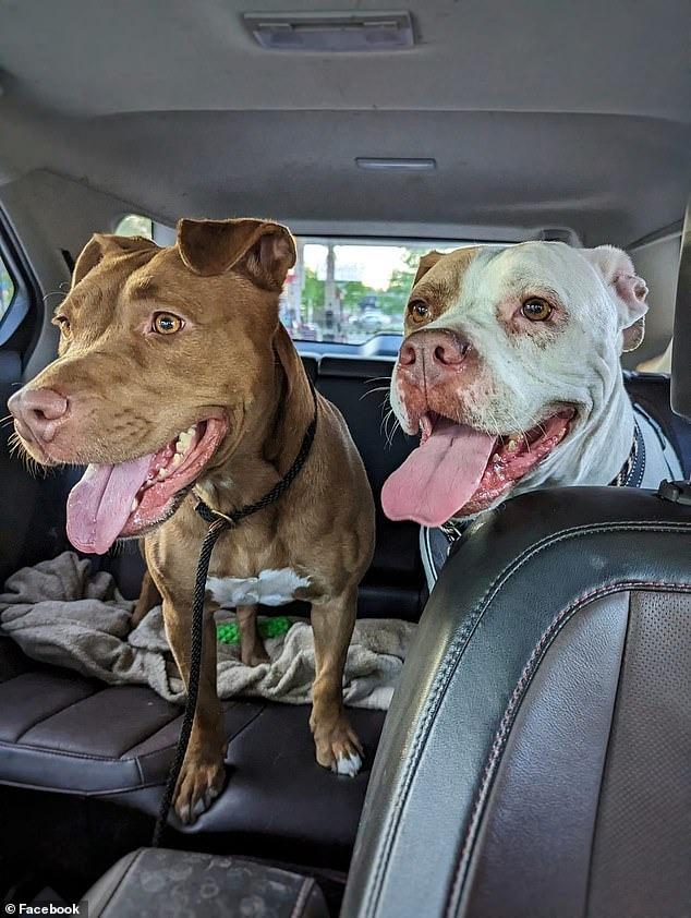 two pitties in the car