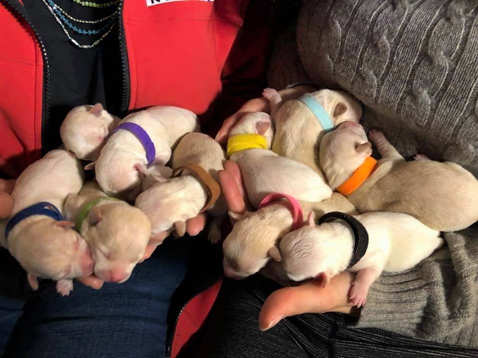 11 tiny pups