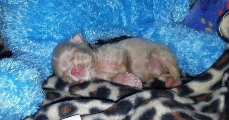 3-Day-Old Albino Pup Wasn't Expected To Survive, Look At Him Now