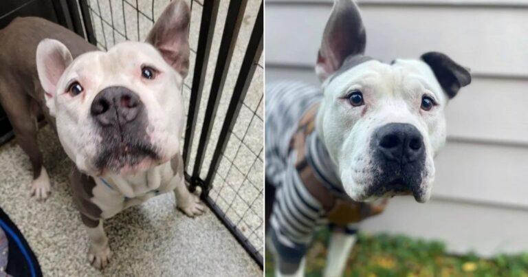 A Lovely Pup Was Set For Euthanasia Until This Woman Stepped In