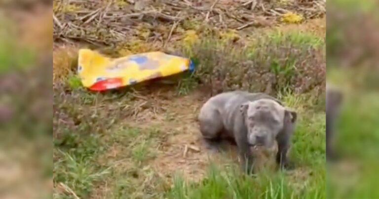 A Pittie Was Dumped Alone On The Side Of A Road With Only A Bag Of Food