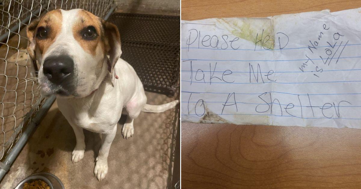 Abandoned Dog With Help Note Around Neck Leaps Into Police Car