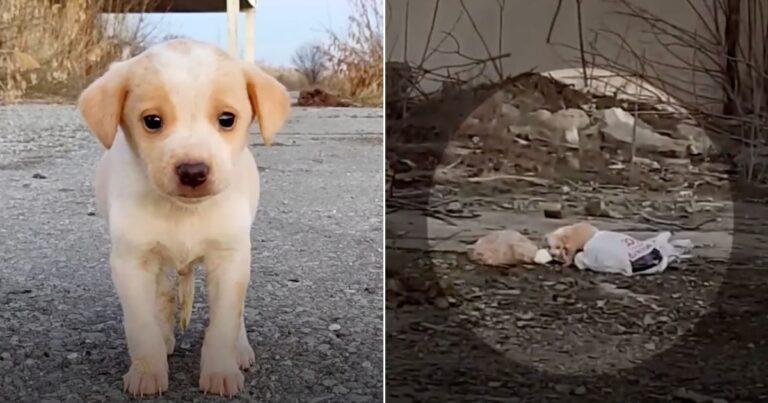 Abandoned Pup Found In Trash Makes An Amazing Recovery