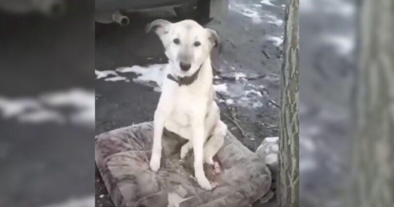 Abandoned Pup Refuses To Move From The Place His Owner Left Him