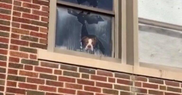 After Days Trapped In An Abandoned School, Pit Bull's First Hug Is Pure Joy