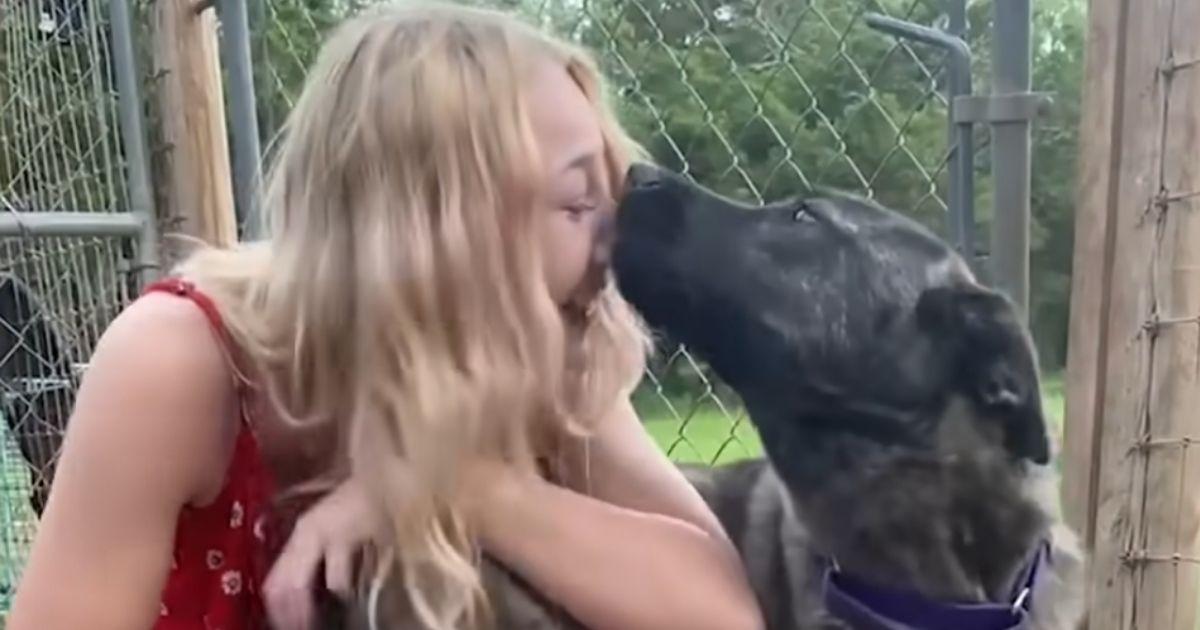 After Months Missing, Dog Escapes Euthanasia And Reunites With Her Mom