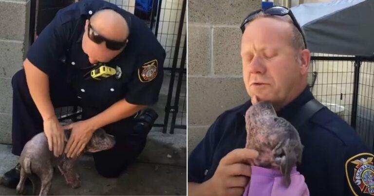 Big-Hearted Firefighter Rescues Abandoned 3-Month-Old Pittie From The Streets