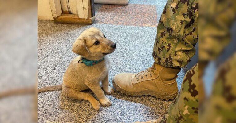 Brave Stray Pup Enters Naval Base And Finds The Family He Always Wanted