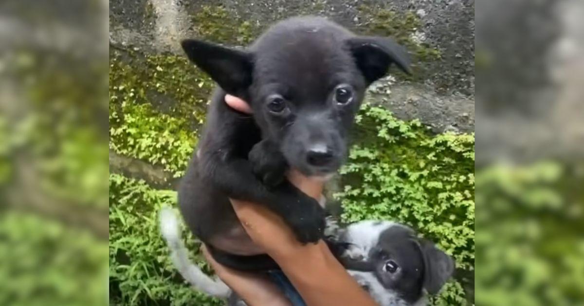 Couple Rescues Bullied Pup From A Hole And Helps Her Find A Loving Home