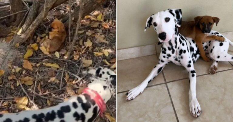 Dalmatian Rescues A Scared Little Pup Left Alone In The Woods