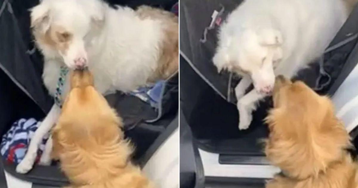 Dog Boops His Deaf And Blind Friend's Nose As Their Special Greeting