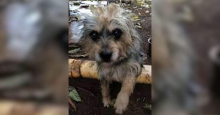 Dog Freed After Years Of Chains Now Thrives Running On The Beach