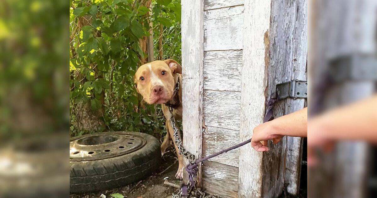 Dog Left Chained To A House Can’t Hide His Joy Upon Seeing His Rescuer