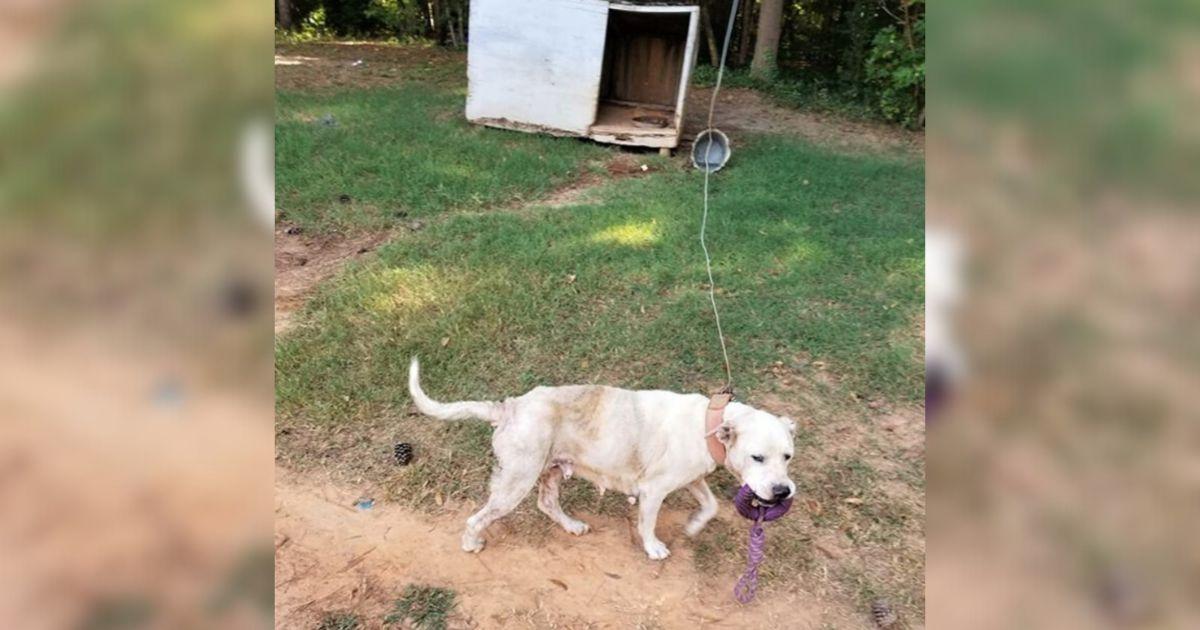 Dog Left Tied For Years Can’t Hide Her Joy When She Sees Her Rescuer