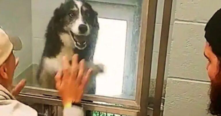 Dog Missing For Weeks Is Ecstatic to Reunite With Her Family