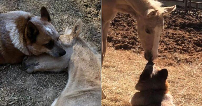 Dog Refuses To Leave Foal's Side Until He Recovers From The Loss Of His Mother